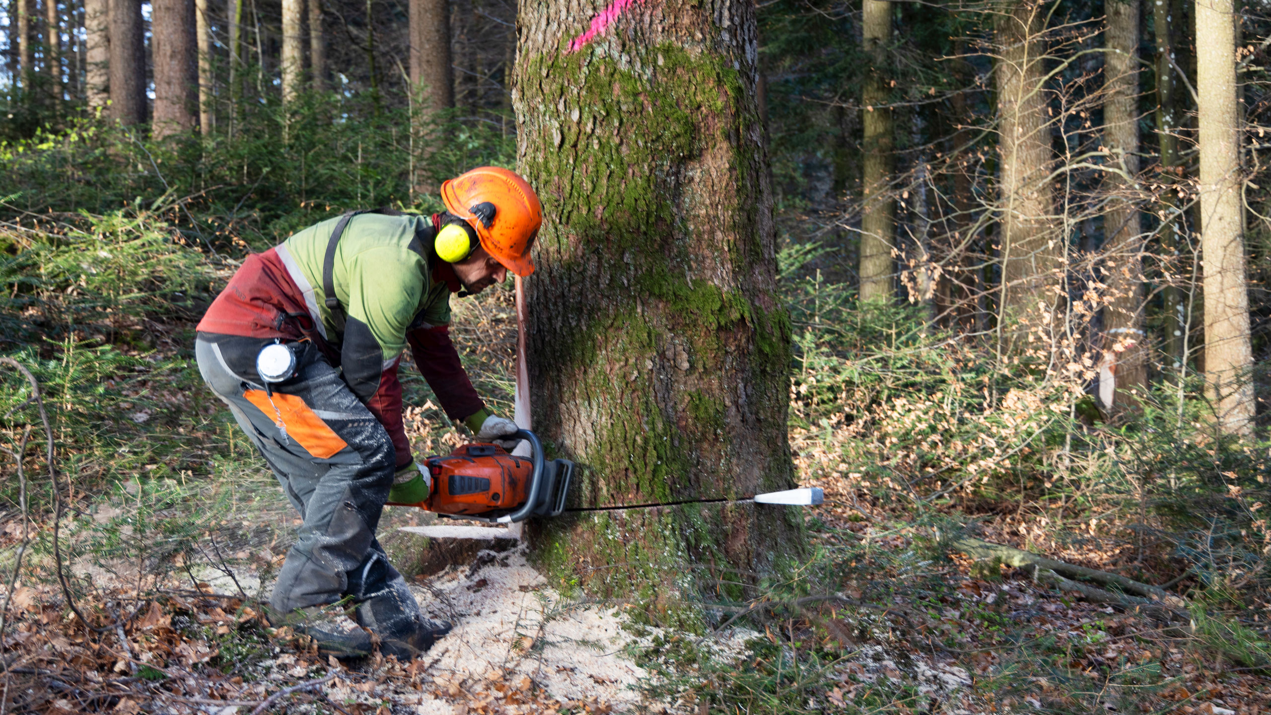 wiss-ag-dietwil-dienstleistungen-holzernte-waldpflege_L7A8358