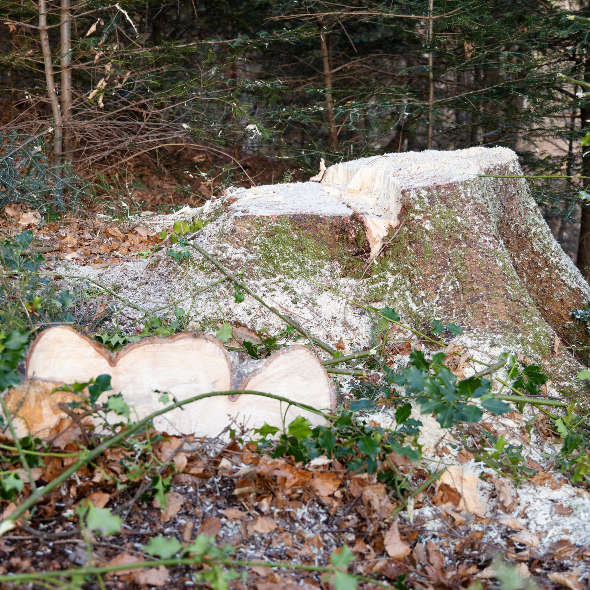 wiss-ag-dietwil-dienstleistungen-waldbewirtschaftung_L7A8268
