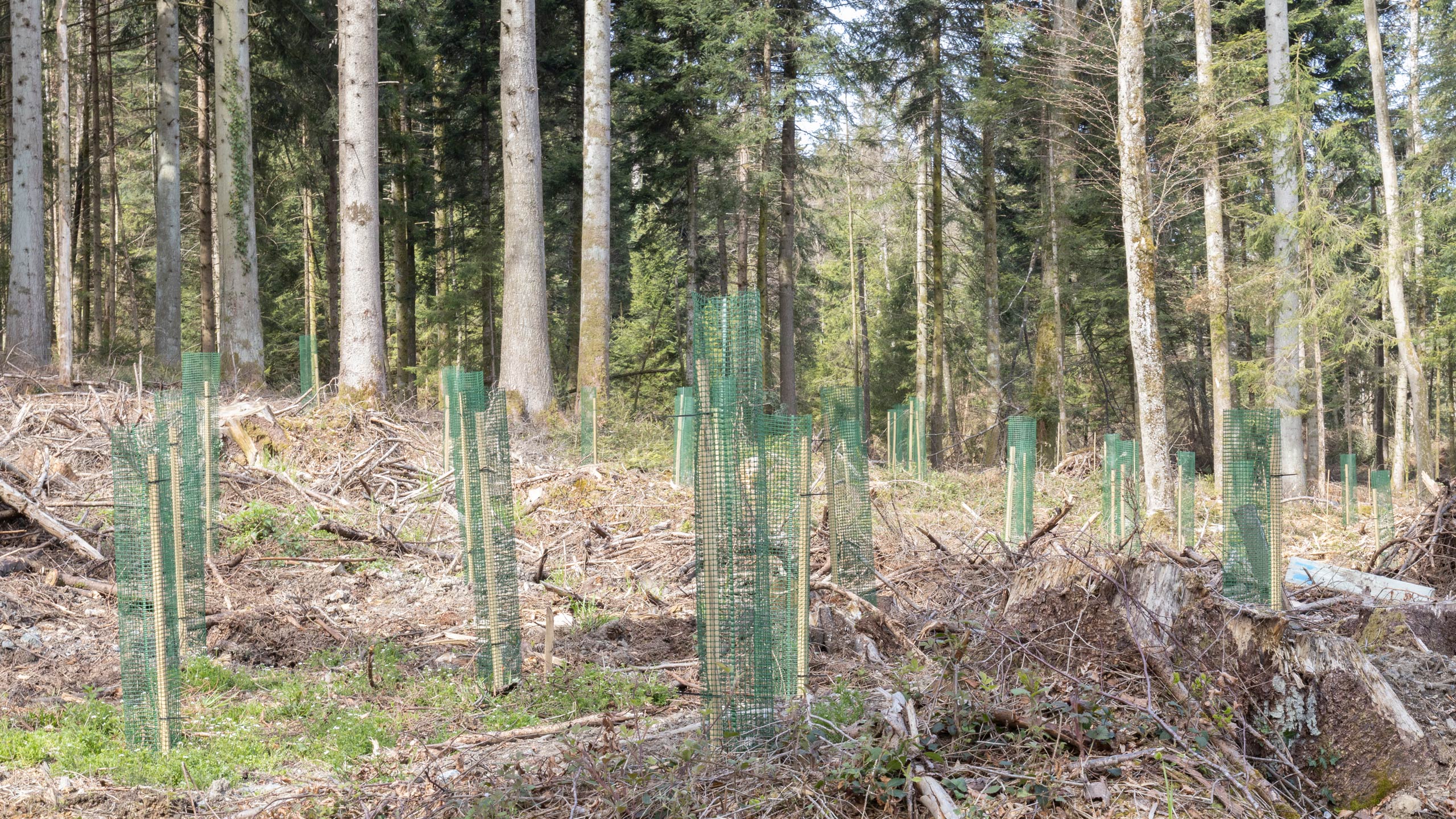 wiss-ag-dietwil-dienstleistungen-waldbewirtschaftung_L7A9017